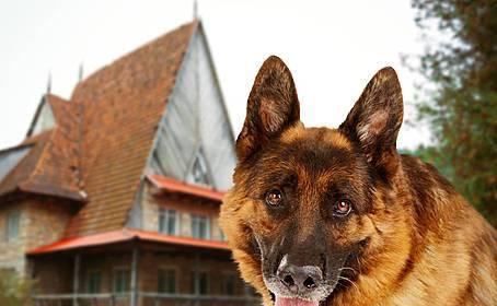 如何训练古代牧羊犬吠叫？（以宠物为主，让你的牧羊犬成为家庭的保护神）