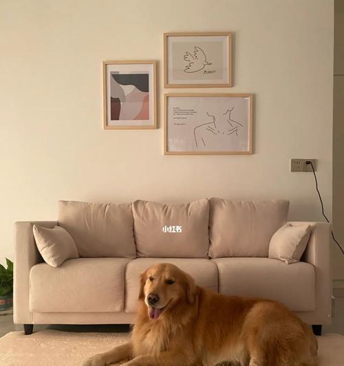 如何训练金毛犬不咬家具（宠物养护，让金毛犬从“破坏王”变身“好孩子”）