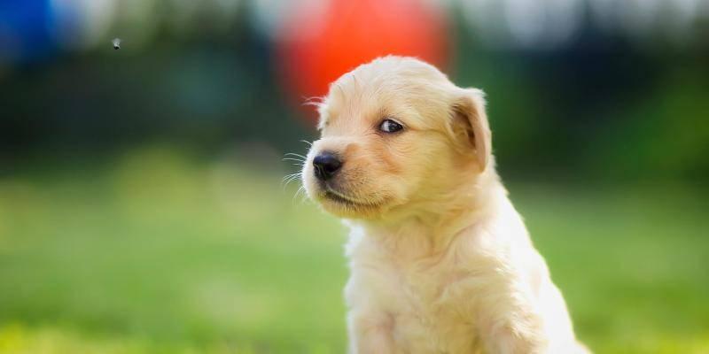 如何训练金毛犬匍匐前进（以宠物为主的详细训练指南）