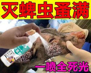 宠物螨虫防治知识详解（以宠物为主，了解宠物身上的螨虫问题及如何防治）