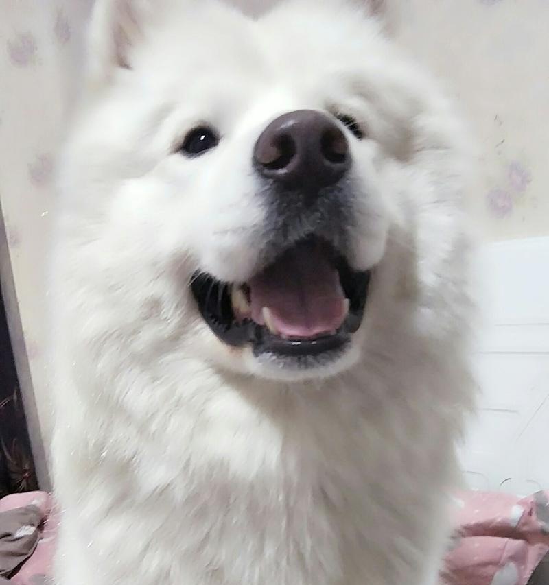 萨摩耶抓脸应对方法（如何让你的萨摩耶不再抓脸？）