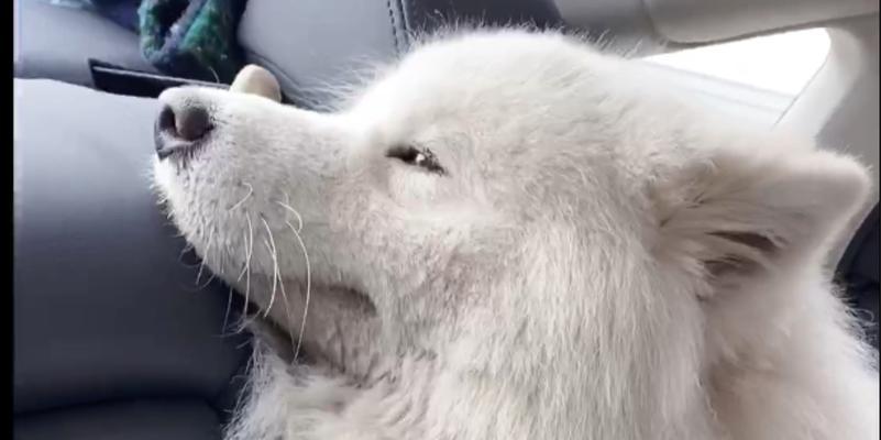 萨摩耶抓脸应对方法（如何让你的萨摩耶不再抓脸？）