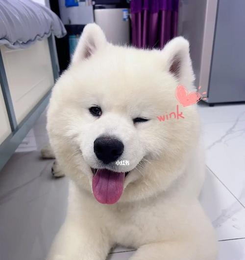 萌宠美容大揭秘——萨摩耶犬脸部美容（让你的小萨摩耶更加迷人动人，让脸部焕发亮丽光彩）
