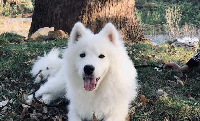 如何控制萨摩耶犬过度活泼？（宠物爱好者必看！以萨摩耶犬为例，如何调节过度活泼的行为？）