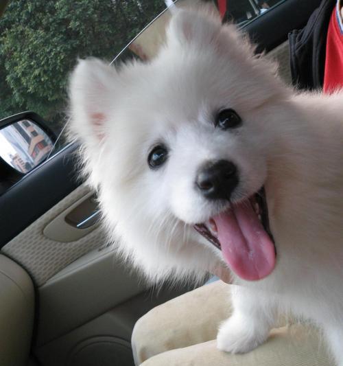 萨摩耶犬常见疾病（宠物养殖需知，了解病症早发现早治疗）