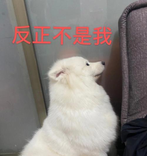 如何应对萨摩耶的拆家行为（宠物爱好者必看的实用指南）