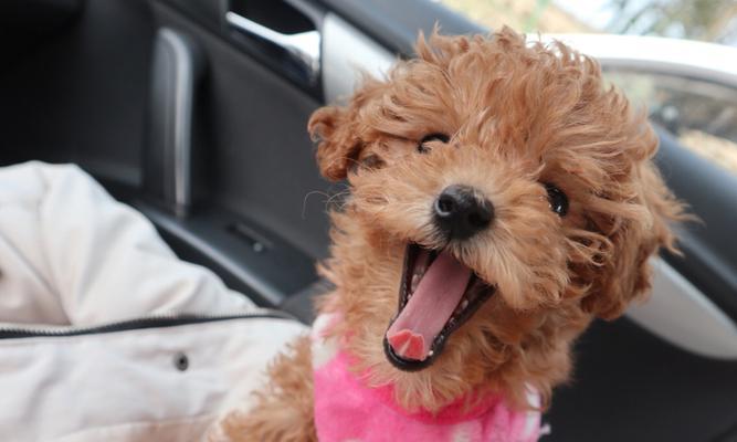 三只贵宾犬能训练了吗？（探究贵宾犬训练的可行性及具体方法）