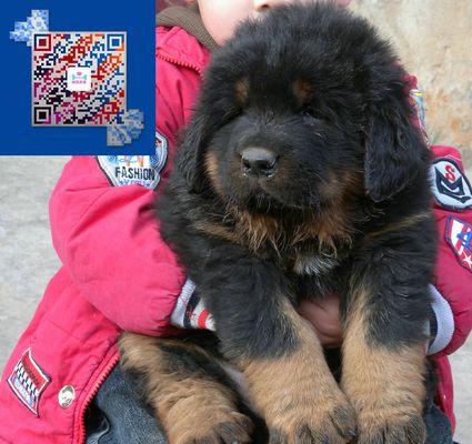 三个月大藏獒幼犬的养护指南（宠物爱好者必看！以宠物为主的完整养犬指南）
