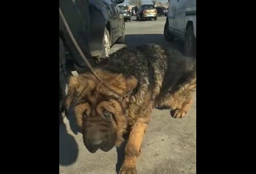 沙皮犬的配种方式（了解沙皮犬的不同繁殖方式，让爱宠健康繁衍）