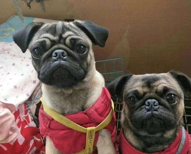 探索沙皮犬基因突变的奥秘（揭开沙皮犬基因突变的神秘面纱，深入了解它们的基因构成和特点）