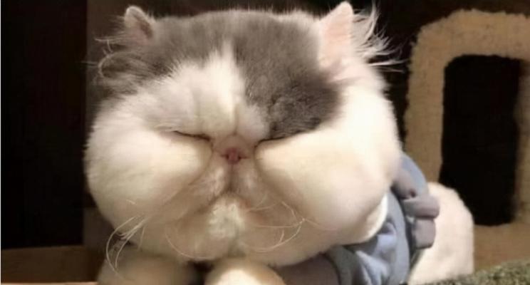 邻家的喵星人（如何选择适合家庭的温顺猫？关注品种和性格）