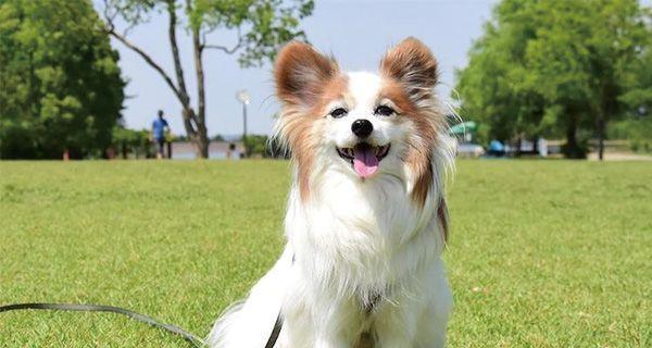 如何确定最佳蝴蝶犬训练时间（掌握关键时机，让宠物更优秀）