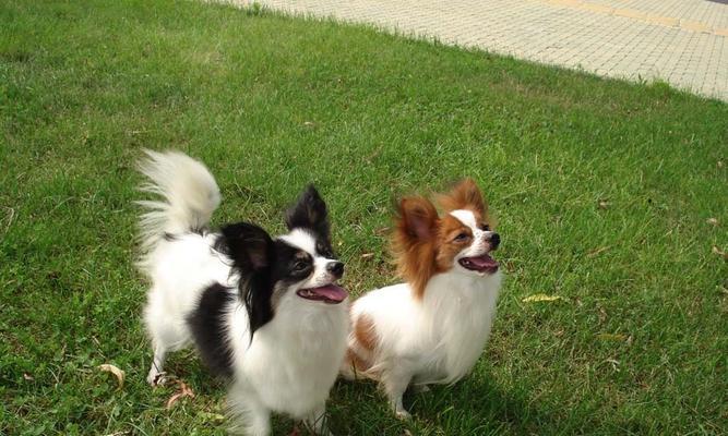 如何确定最佳蝴蝶犬训练时间（掌握关键时机，让宠物更优秀）