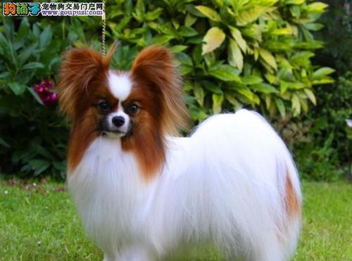 如何确定最佳蝴蝶犬训练时间（掌握关键时机，让宠物更优秀）