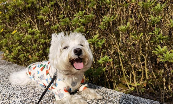 宠物西高地伪狂犬病，如何防范？（了解狂犬病，保护你的宠物）