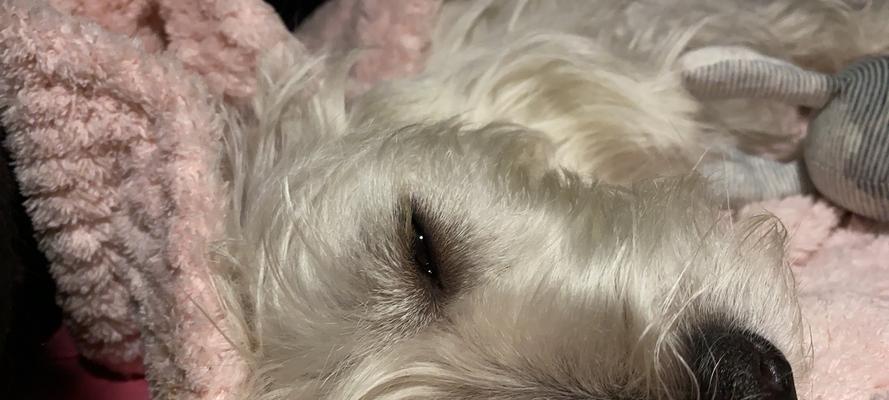 宠物西高地伪狂犬病，如何防范？（了解狂犬病，保护你的宠物）