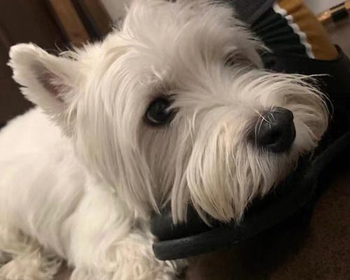 宠物西高地伪狂犬病，如何防范？（了解狂犬病，保护你的宠物）
