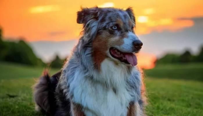 圣伯纳犬如何训练大小便（提高宠物生活质量的必修课）
