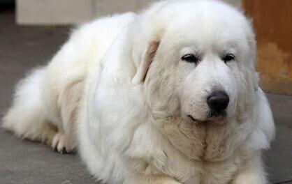 聚焦圣伯纳犬——了解其外貌特点（探究这些宏伟巨犬的身材、毛色、脸部特征及耳朵形态）