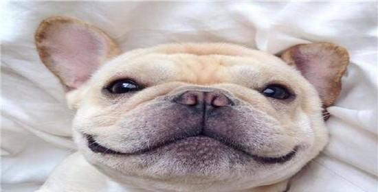 圣伯纳犬眼屎多原因及处理方法（揭秘圣伯纳犬常见的眼部问题，解决眼屎多的烦恼）