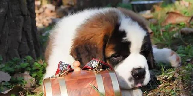 圣伯纳犬眼屎多原因及处理方法（揭秘圣伯纳犬常见的眼部问题，解决眼屎多的烦恼）