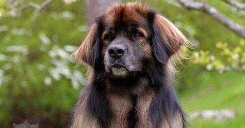 以圣伯纳犬为宠物的鉴别要点（如何鉴别一只优秀的圣伯纳犬）