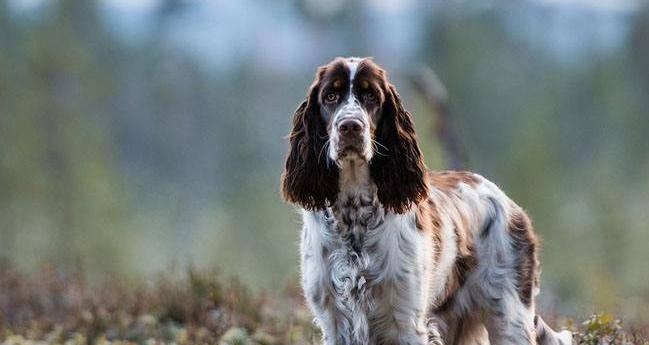 以史宾格犬为什么要断尾？（探究史宾格犬断尾的原因及对宠物健康的影响）