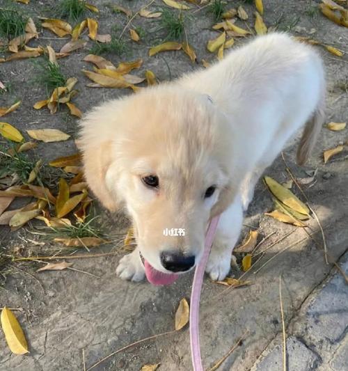 给金毛幼犬洗澡到底有没有必要？（宠物饲养知识，金毛幼犬洗澡的正确方式）