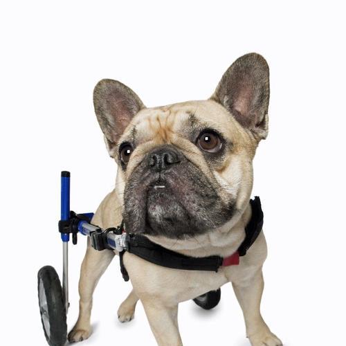 为你的凯利蓝梗犬选择合适的浴液（如何选择合适的浴液？-选用无刺激配方）