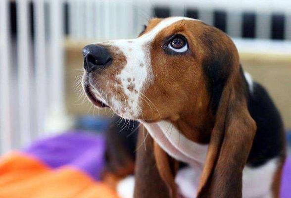 适宜城市家庭饲养的犬只（如何选择和照顾适合城市生活的宠物犬）