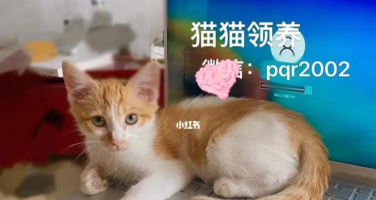 收养流浪猫的前期检查（为你的新伙伴提供最好的关爱）