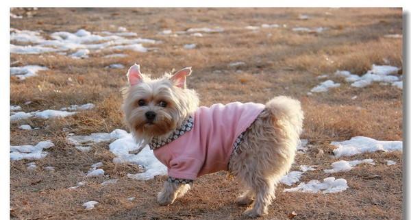 如何让以丝毛梗犬爱上狗粮（解决以丝毛梗犬不吃狗粮的5个方法）