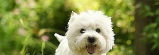 如何让以丝毛梗犬爱上狗粮（解决以丝毛梗犬不吃狗粮的5个方法）