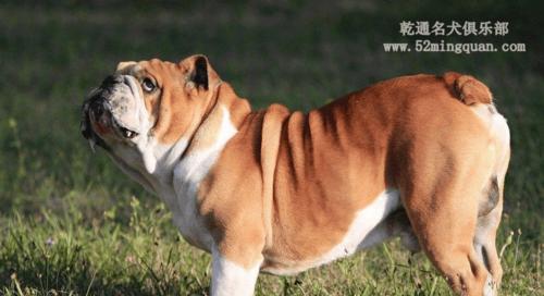 饲养斗牛犬的准备工作（以宠物为主，全面关注饲养细节）