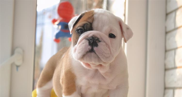 饲养斗牛犬的准备工作（以宠物为主，全面关注饲养细节）