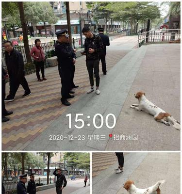 饲养狗狗时的错误方法（宠物养殖中的误区和危害）