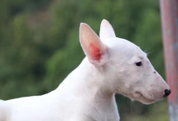 牛头梗犬饲养全攻略（关注宠物健康，让你的牛头梗更幸福）