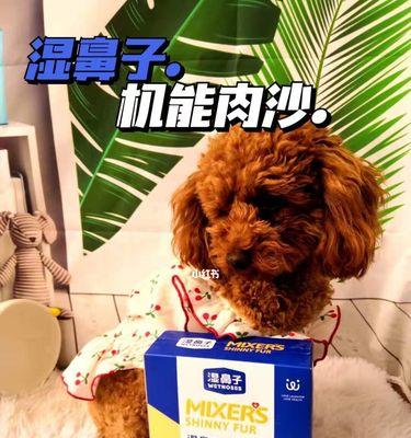 养犬必备的营养品（让你的爱犬健康成长）