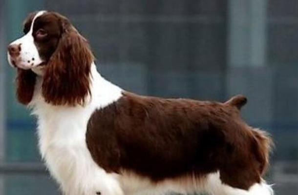 养护英国史宾格犬的必备知识（以宠物为主，打造健康快乐的陪伴生活）