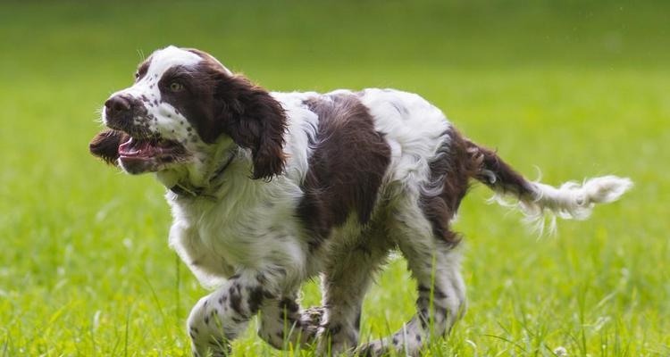 养护英国史宾格犬的必备知识（以宠物为主，打造健康快乐的陪伴生活）