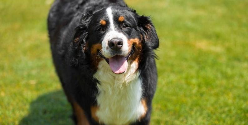 用四大方法打造顺服的伯恩山犬（以宠物为主，让你的伯恩山犬变得乖巧听话）