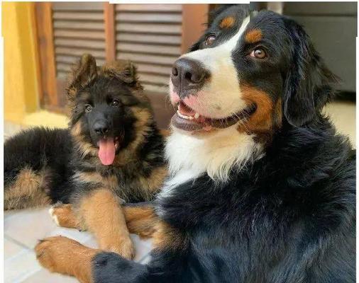 从宠物角度看，打造幸福的犬屋（从宠物角度看，打造幸福的犬屋）