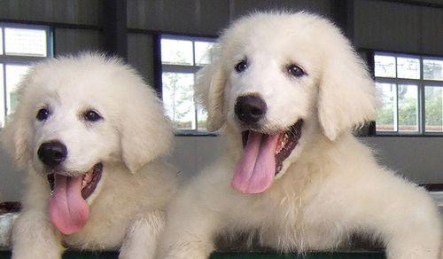 饲养大白熊犬的要点（以宠物为主，爱心为根基）