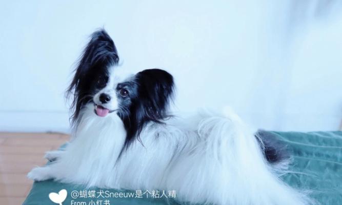 饲养蝴蝶犬的注意事项（打造健康快乐的蝴蝶犬生活）