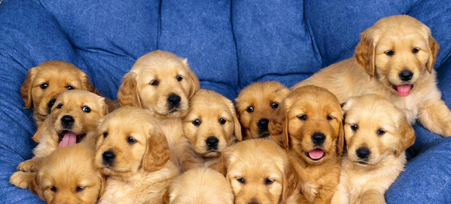 如何正确饲养金毛寻回幼犬（关注金毛幼犬成长的注意事项）