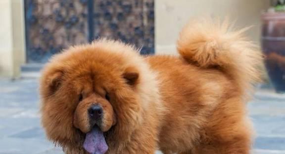 松狮犬禁食清单（宠物饮食健康须知，松狮犬小心别吃这些！）