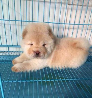 以松狮犬舍的布置与注意事项（打造宠物松狮犬的理想家园）