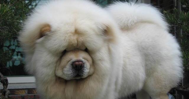 以松狮犬舍的布置与注意事项（打造宠物松狮犬的理想家园）