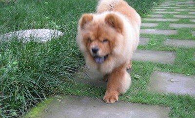 驯养松狮犬的最佳时期（宠物主人必须知道的养成关键）