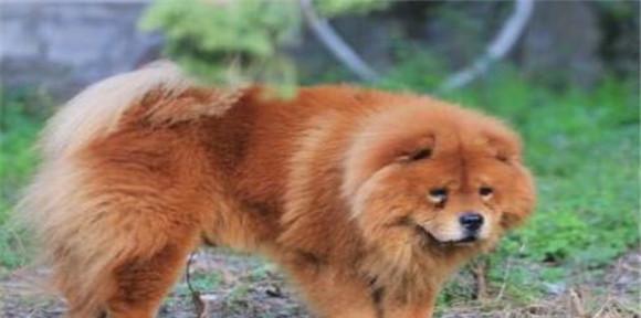 如何防止松狮犬爆毛？（一份详细的松狮犬毛发护理指南）